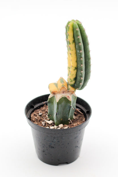 Echinopsis pachanoi variegata (Trichocereus pachanoi)