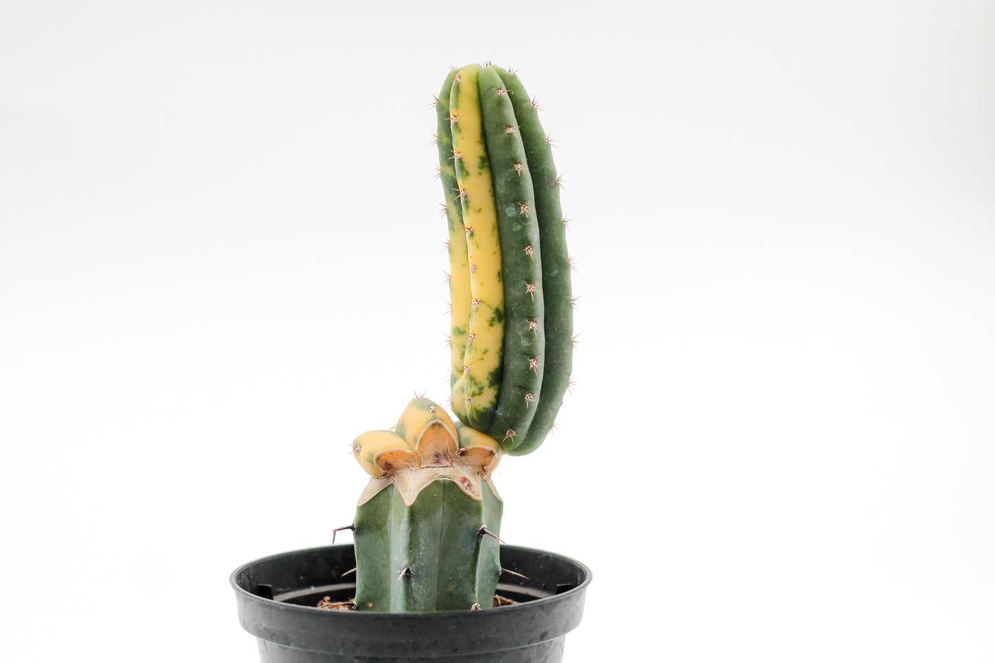 Echinopsis pachanoi variegata (Trichocereus pachanoi)