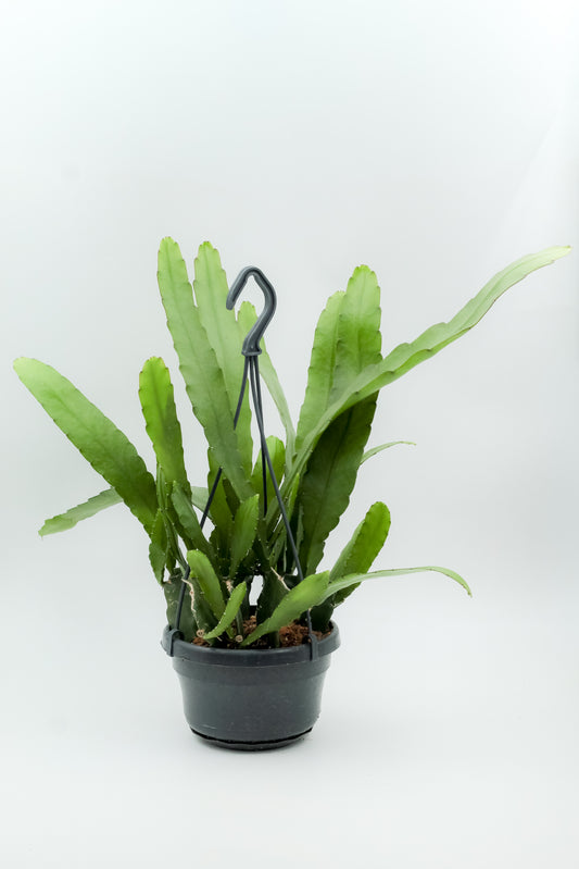 Epiphyllum Ackermannii / Disocactus Ackermannii