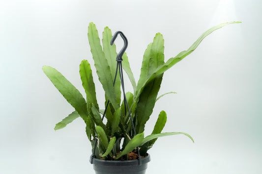 Epiphyllum Ackermannii / Disocactus Ackermannii