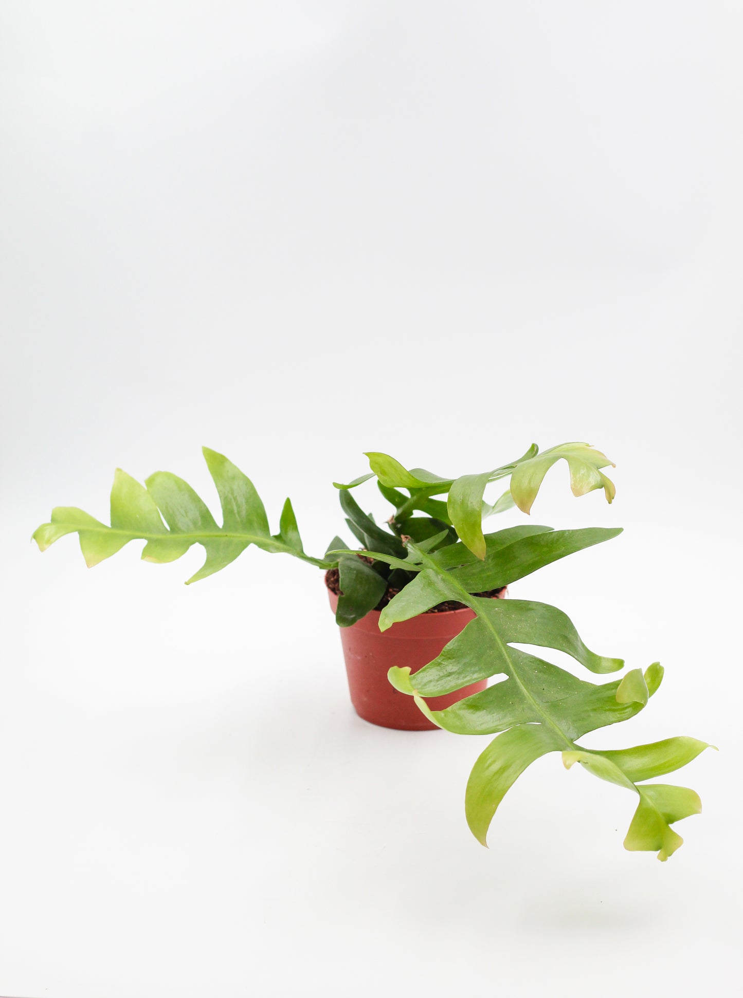 Epiphyllum Chrysocardium