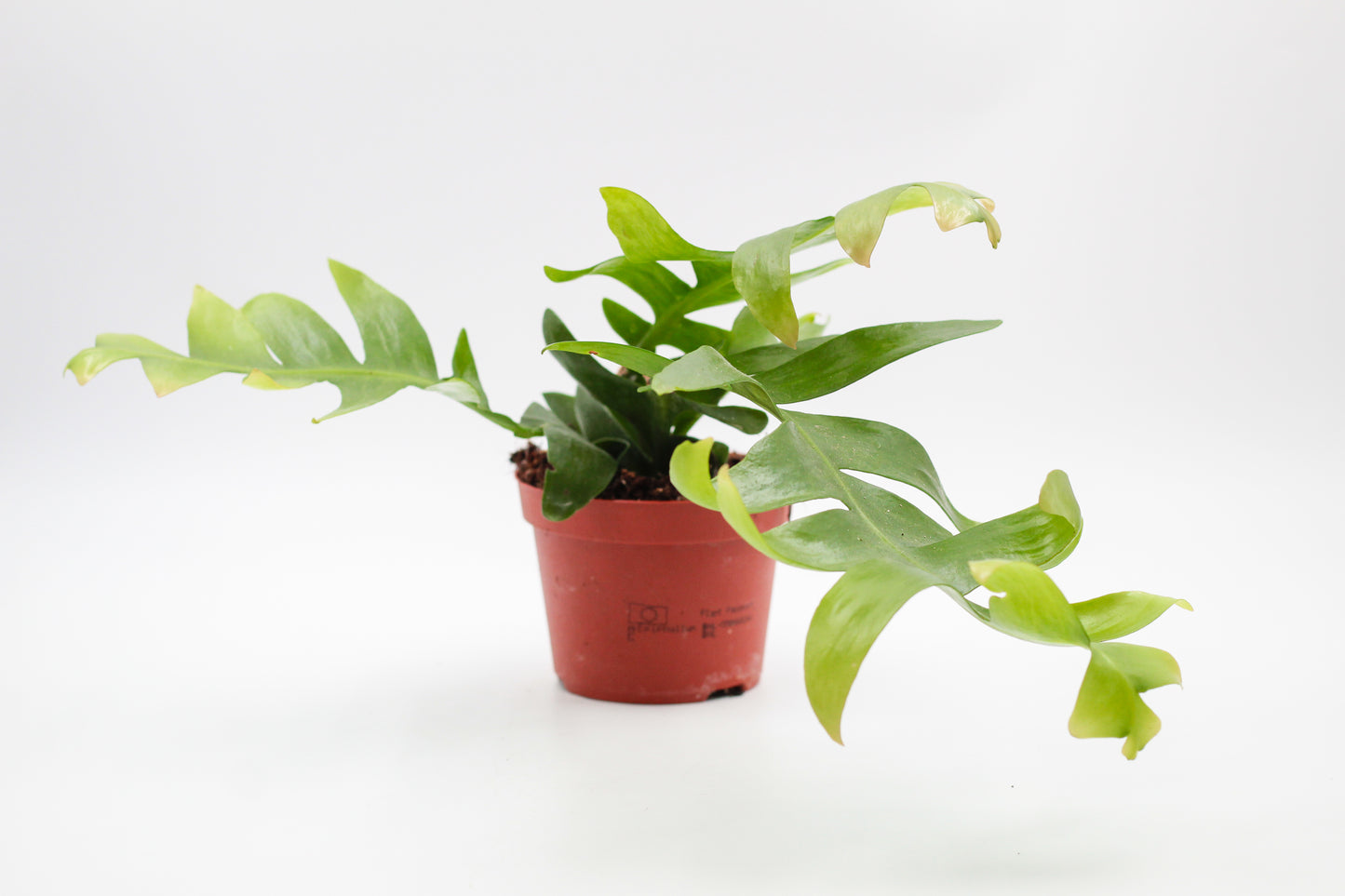Epiphyllum Chrysocardium