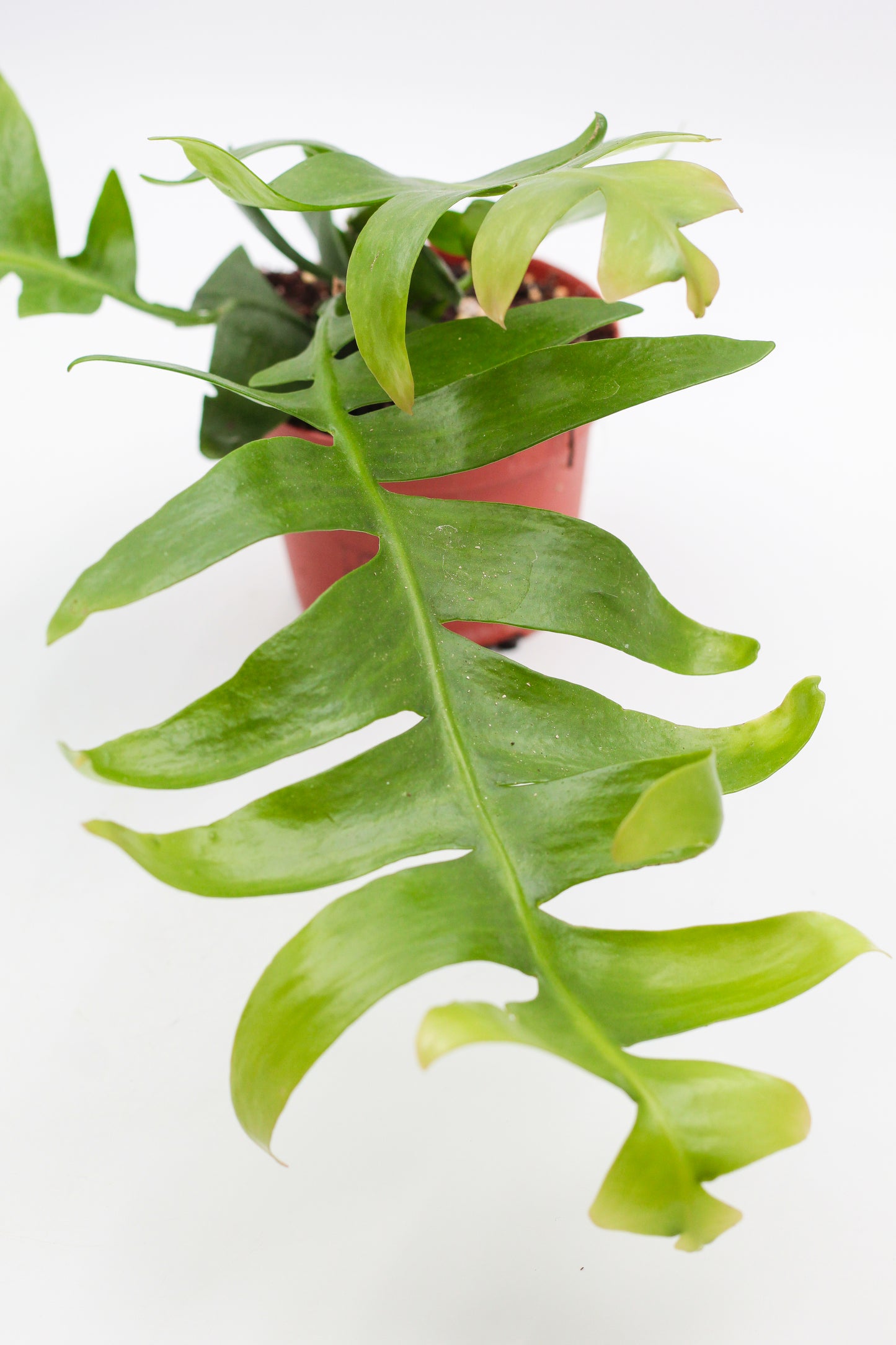 Epiphyllum Chrysocardium
