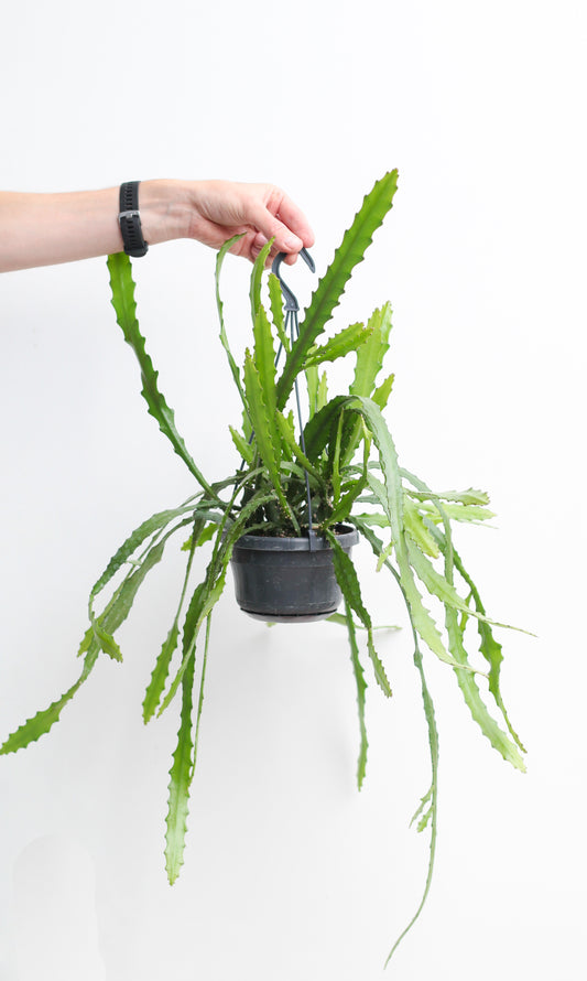 Epiphyllum Dietmar Paetz