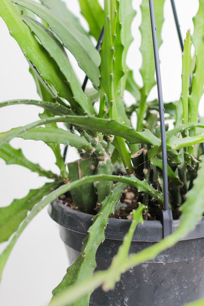 Epiphyllum Dietmar Paetz