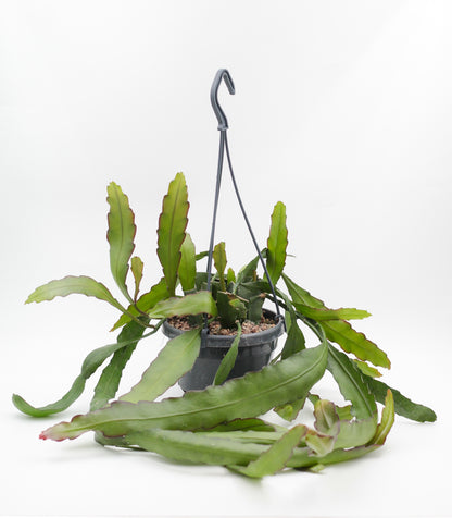 Epiphyllum Leon Herick