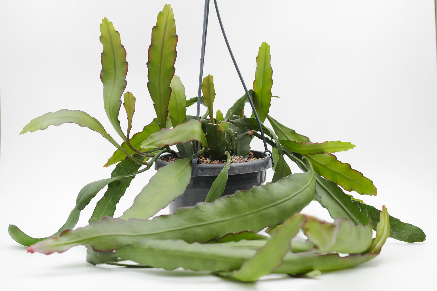 Epiphyllum Leon Herick