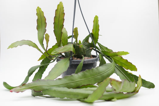 Epiphyllum Leon Herick