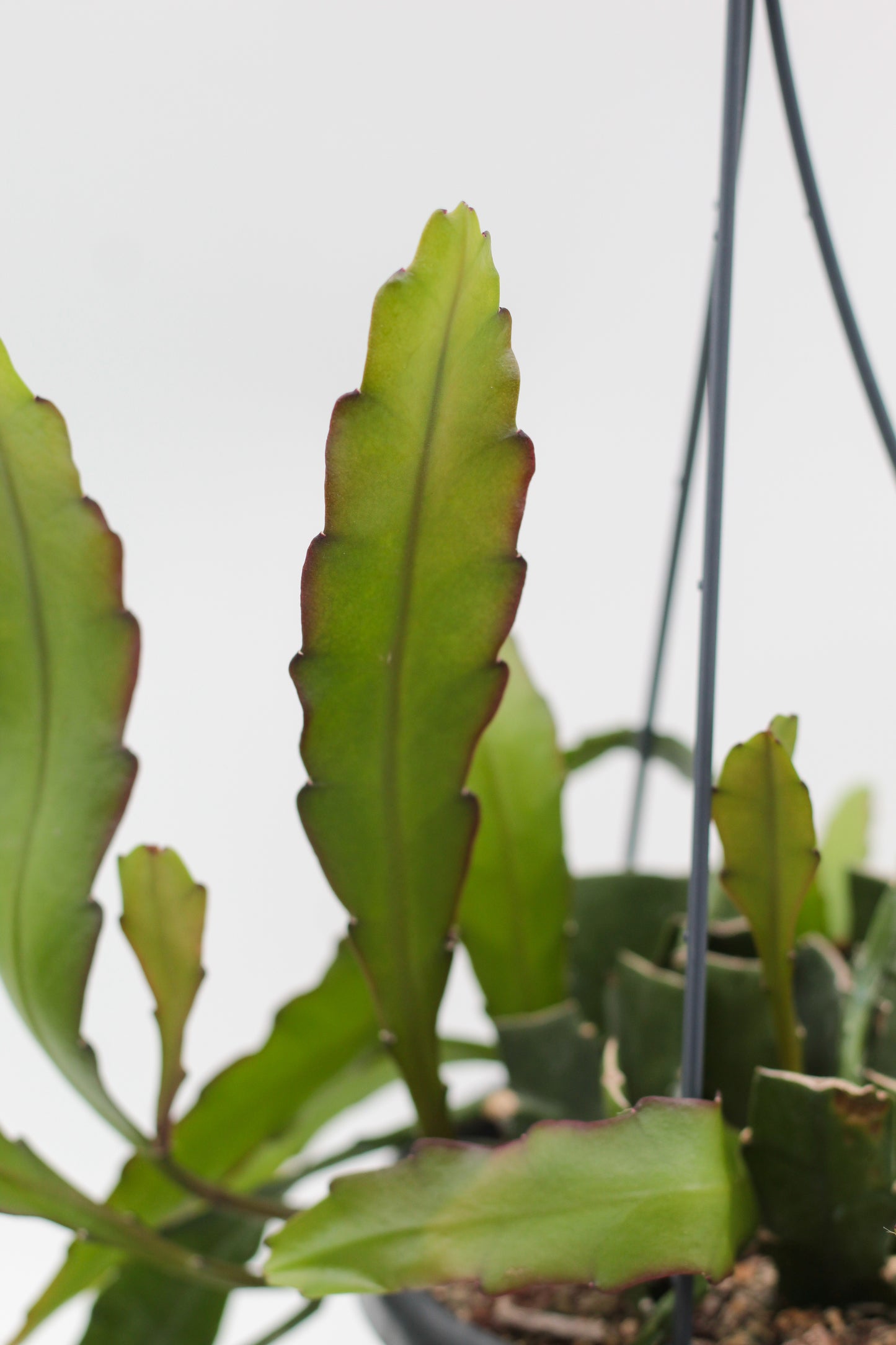 Epiphyllum Leon Herick