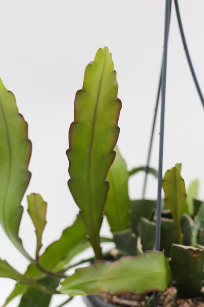 Epiphyllum Leon Herick