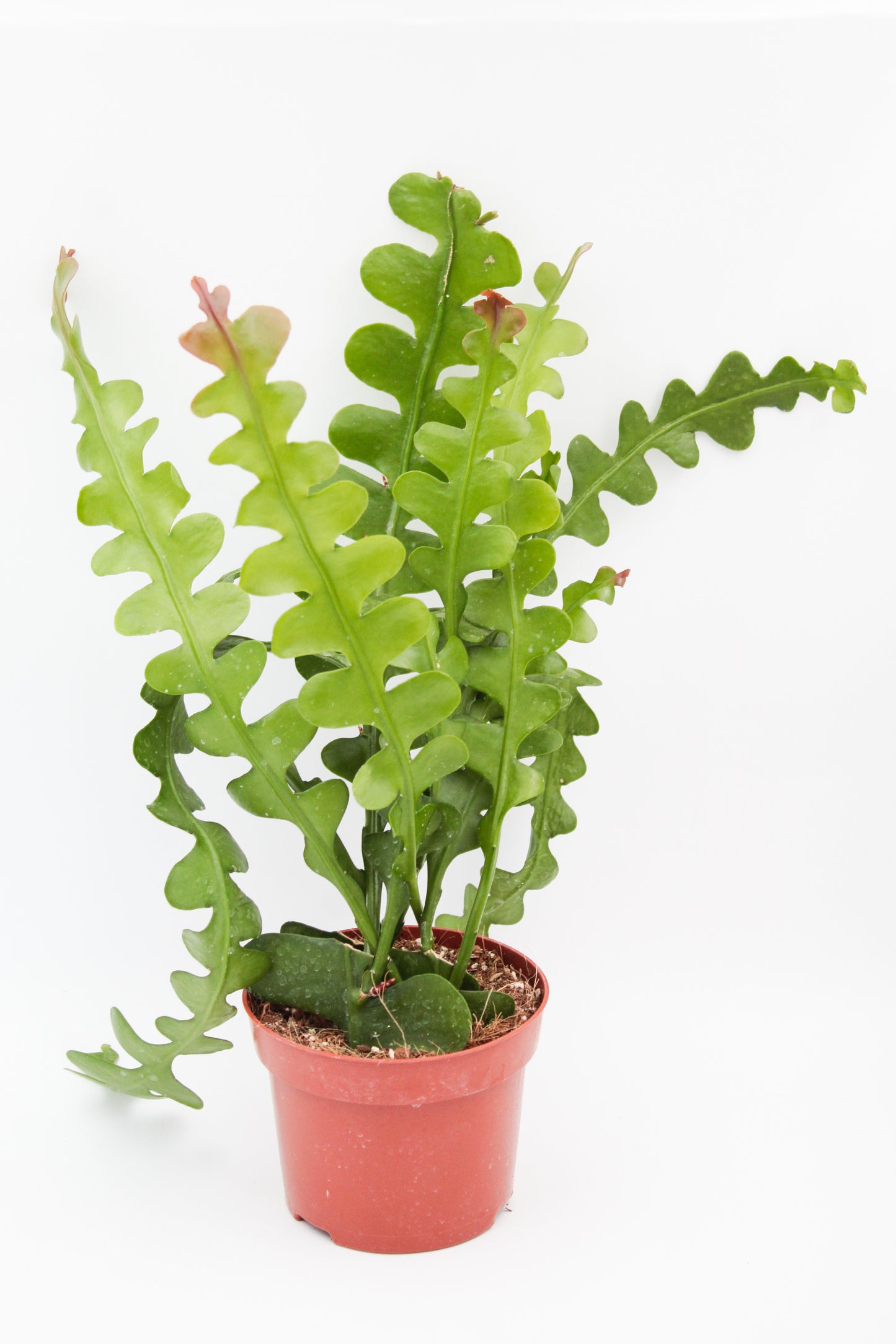 Epiphyllum Anguliger Zaagcactus
