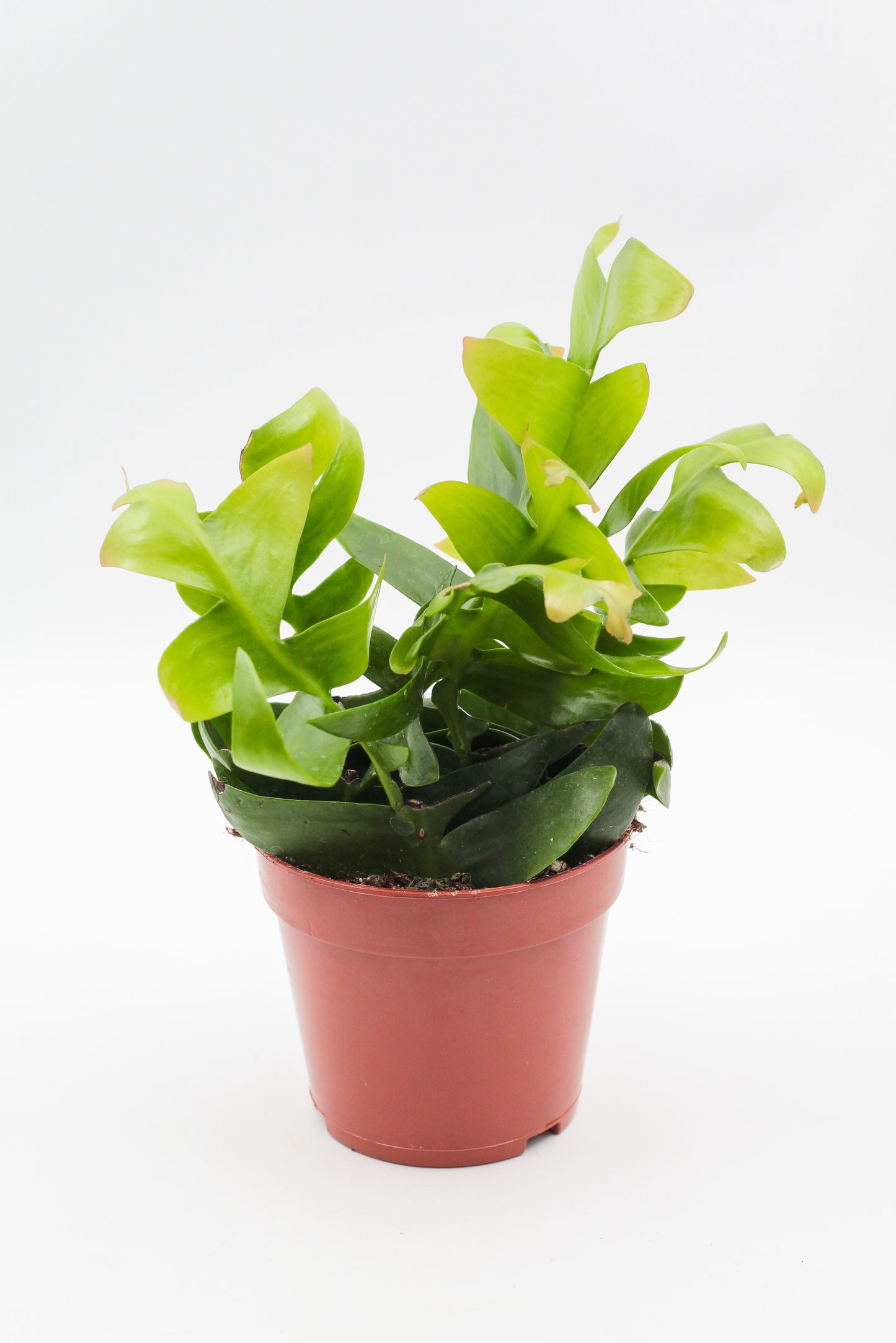Epiphyllum Chrysocardium
