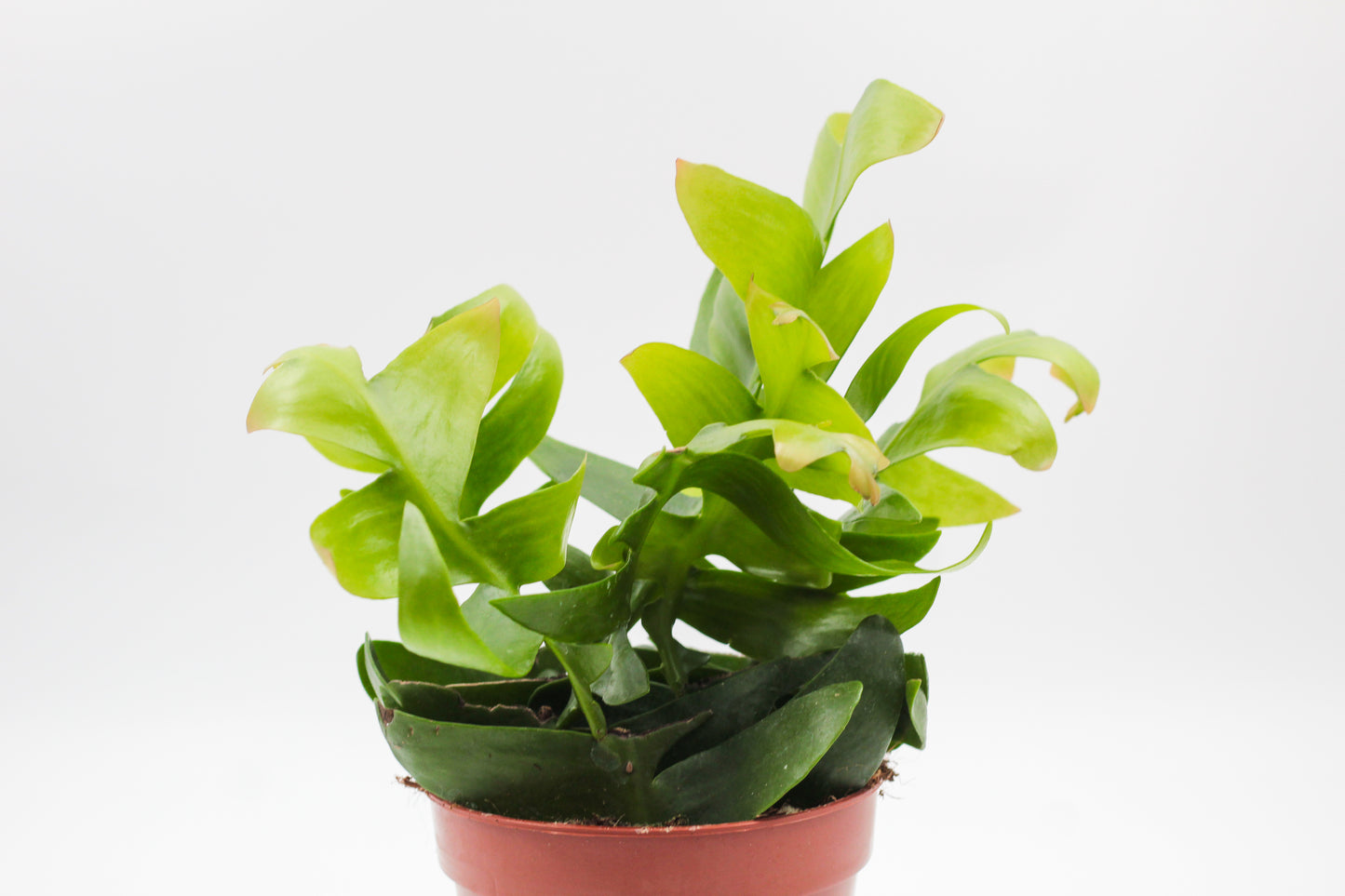 Epiphyllum Chrysocardium