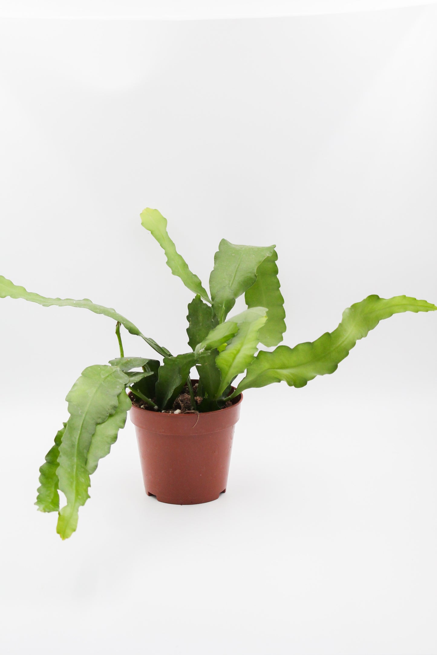 Epiphyllum cv. Fruhlingsgold