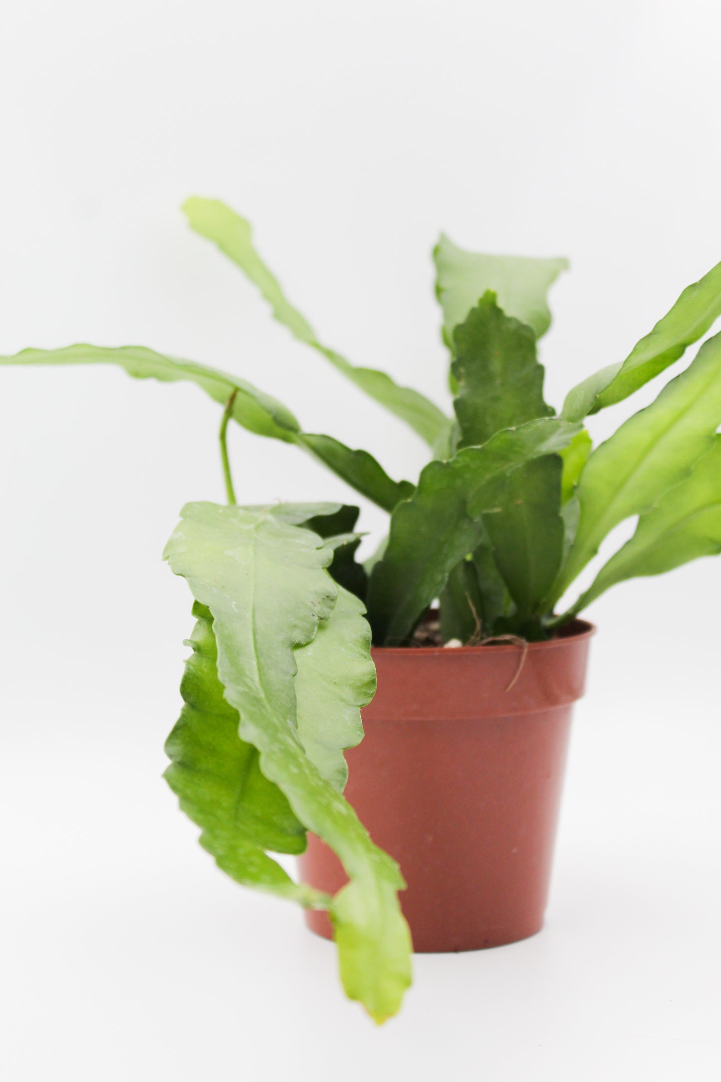 Epiphyllum cv. Fruhlingsgold