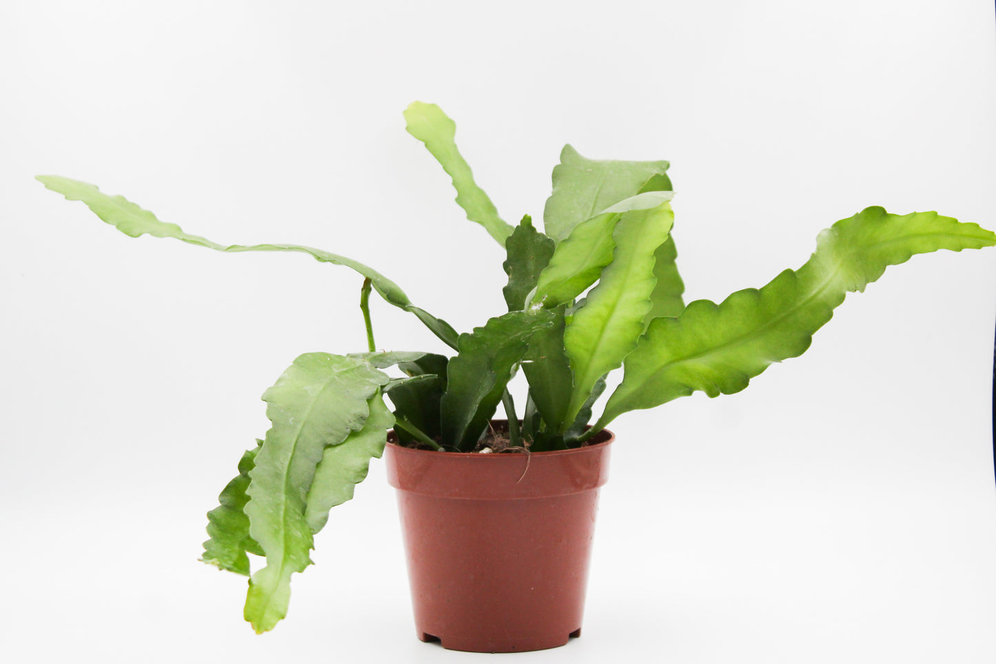 Epiphyllum cv. Fruhlingsgold
