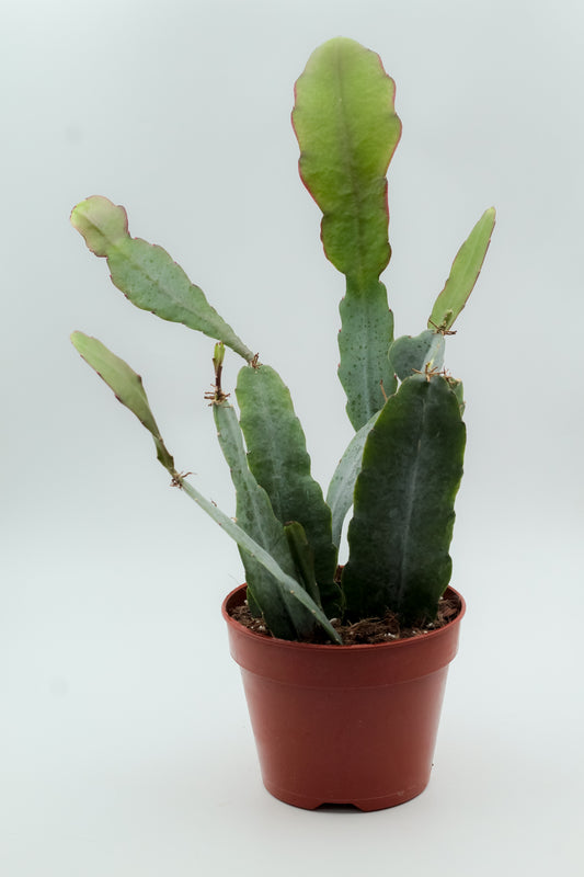 Epiphyllum hybrid 'Van Volker'