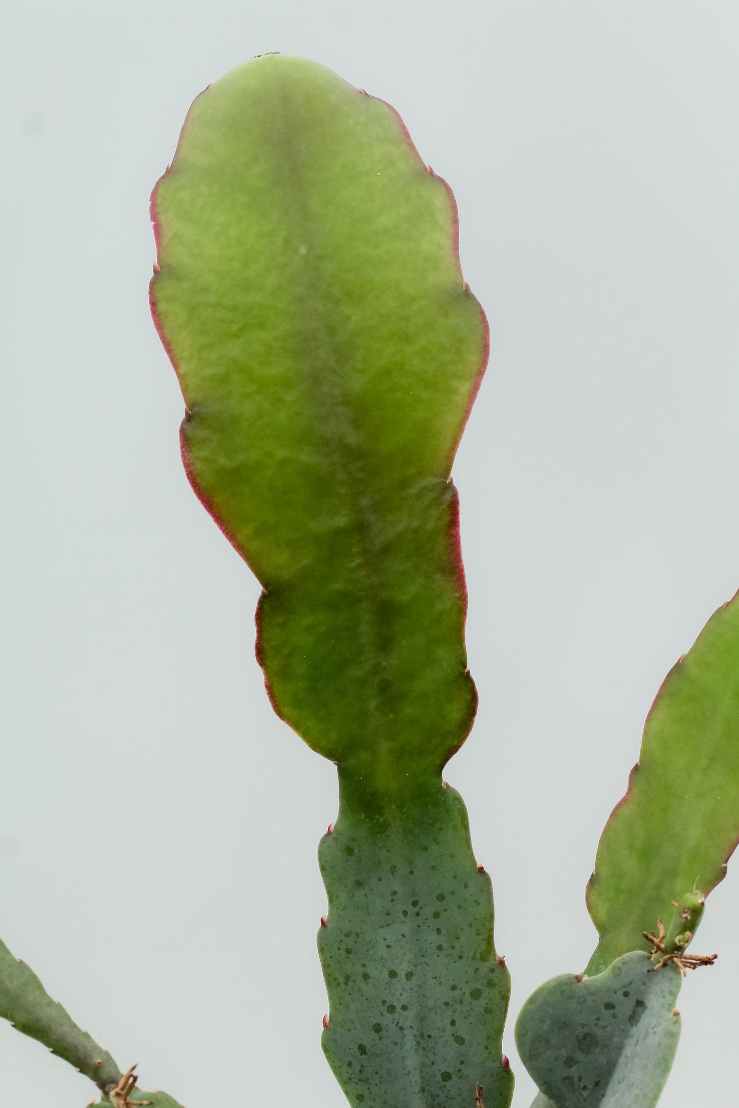 Epiphyllum hybrid 'Van Volker'