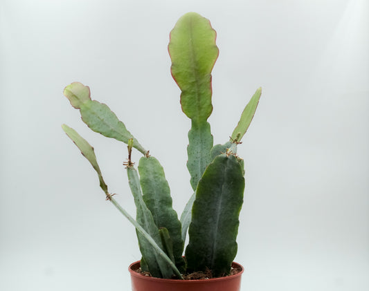 Epiphyllum hybrid 'Van Volker'
