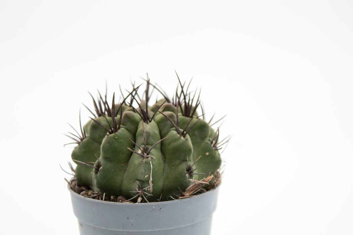 Eriosyce taltalensis subs. paucicostata f. viridis