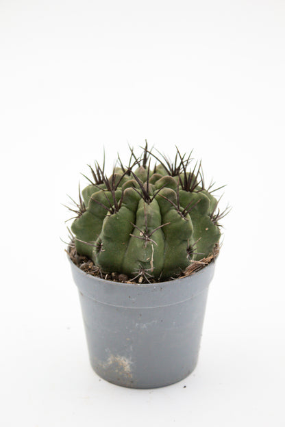 Eriosyce taltalensis subs. paucicostata f. viridis
