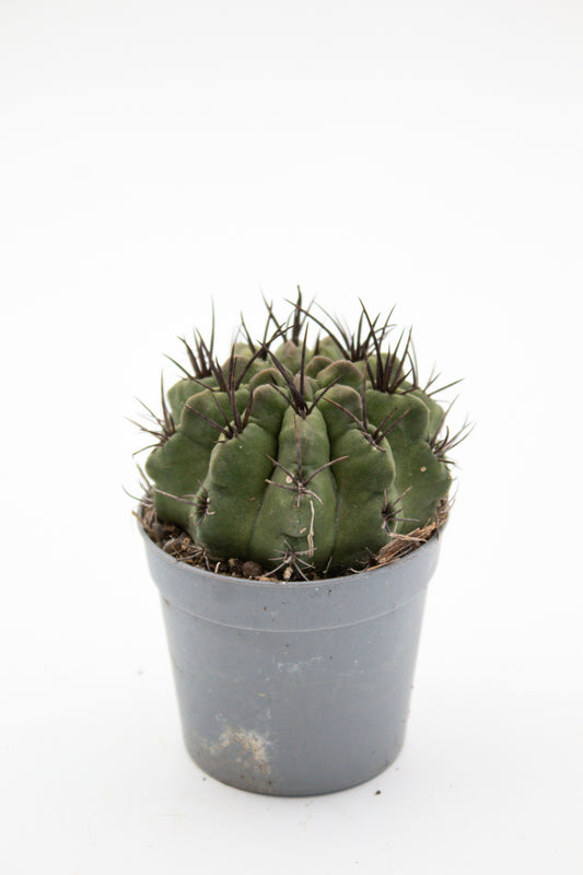 Eriosyce taltalensis subs. paucicostata f. viridis