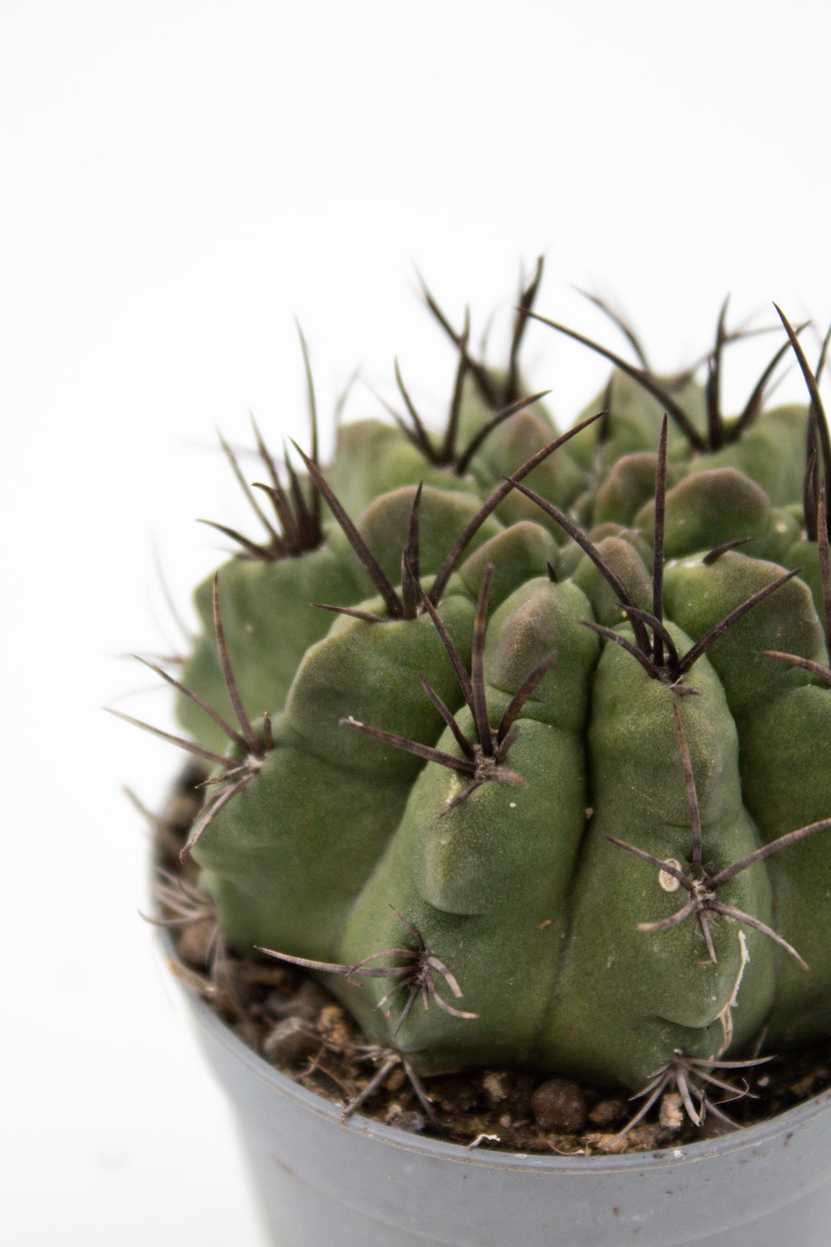 Eriosyce taltalensis subs. paucicostata f. viridis