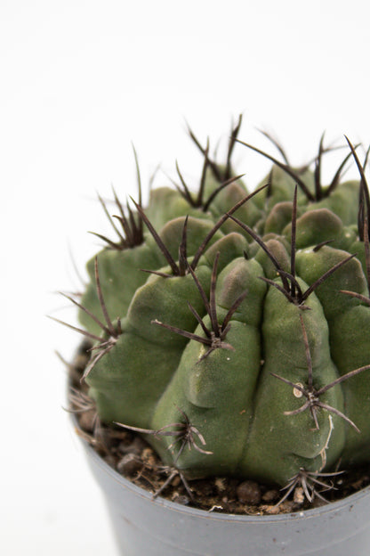 Eriosyce taltalensis subs. paucicostata f. viridis