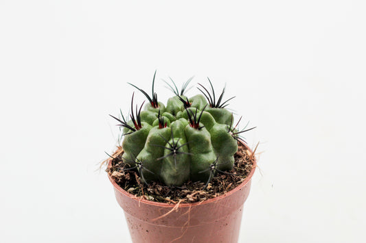 Eriosyce taltalensis subs. paucicostata f. viridis