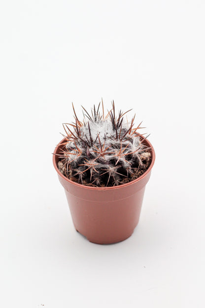 Eriosyce taltalensis var. floccosa