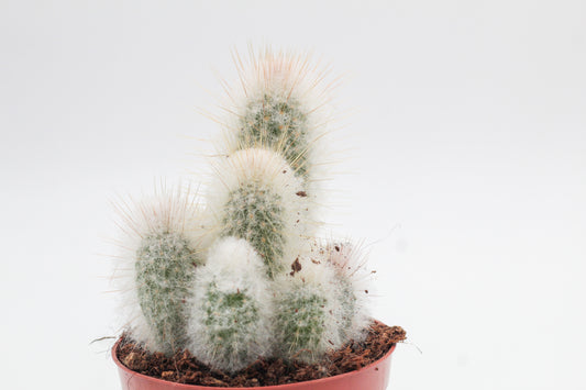Espostoa lanata