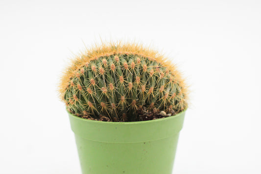 Espostoa guentheri cristate
