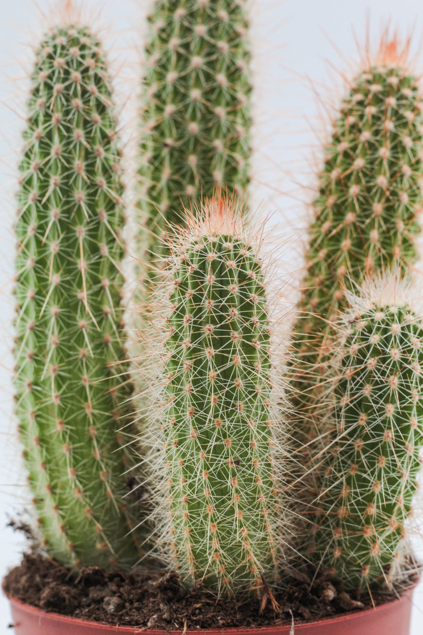 Espostoa mirabilis