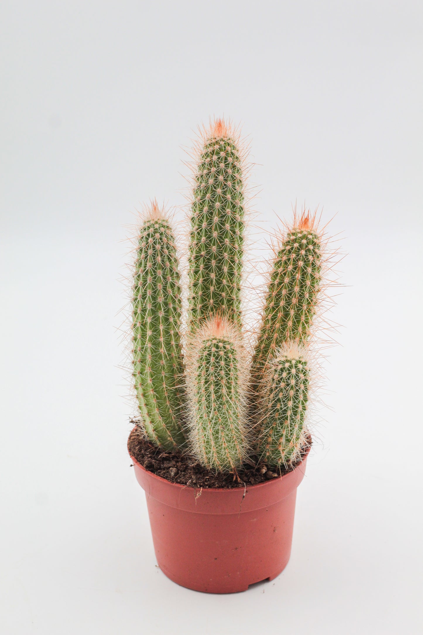 Espostoa mirabilis