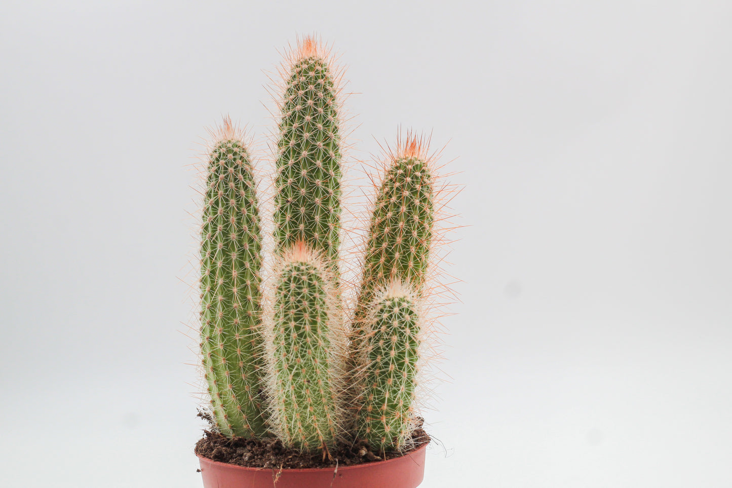 Espostoa mirabilis