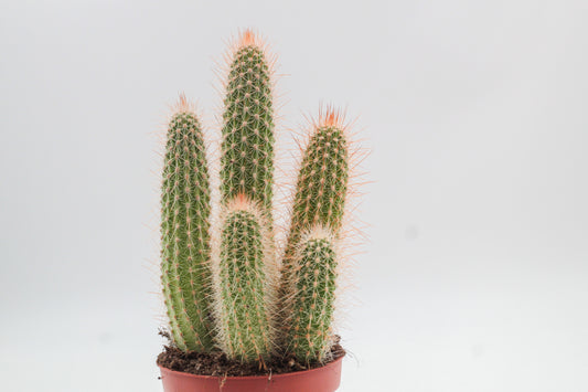 Espostoa mirabilis