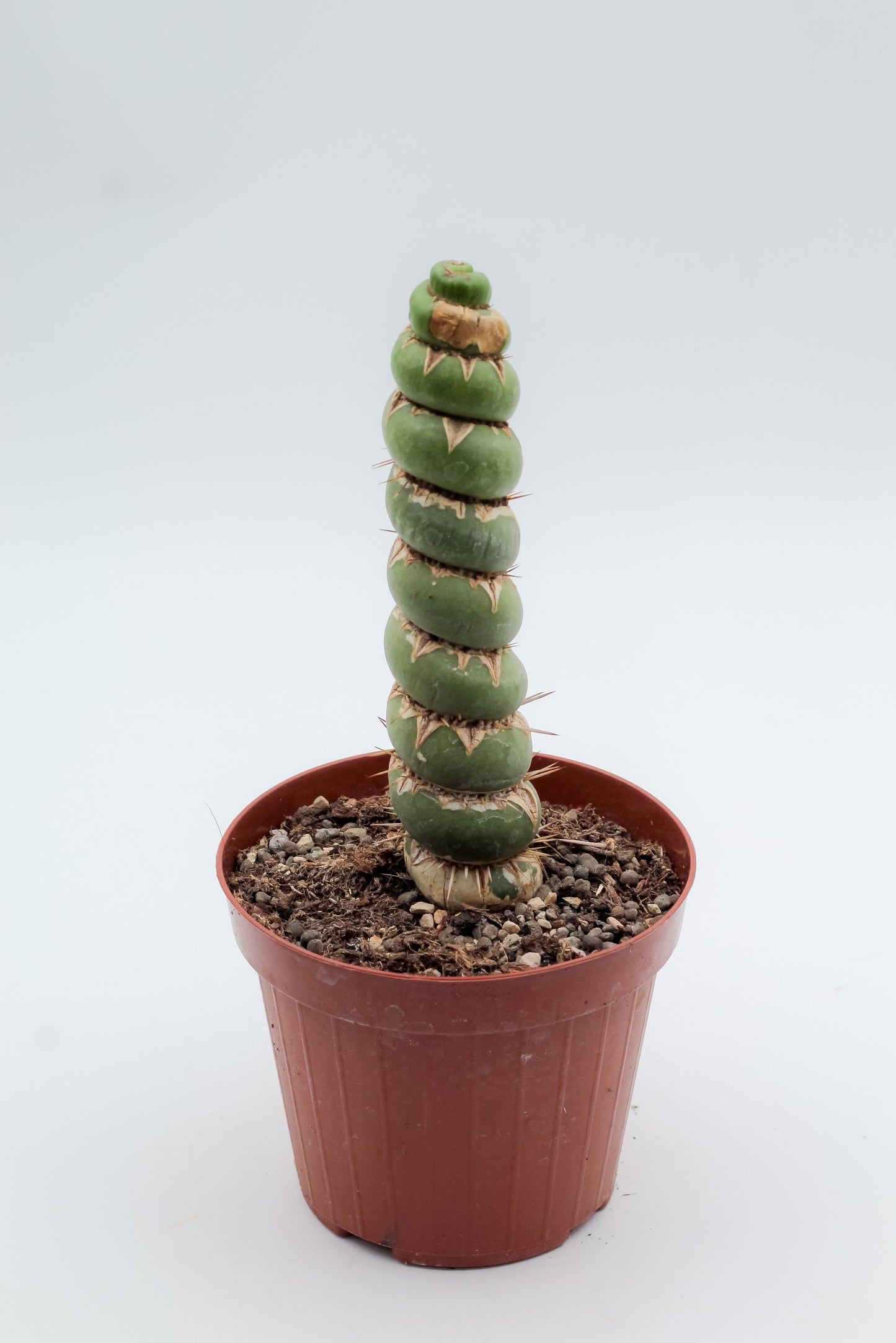 Eulychnia castanea cv. varispiralis spiral form