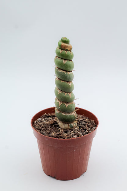 Eulychnia castanea cv. varispiralis spiral form