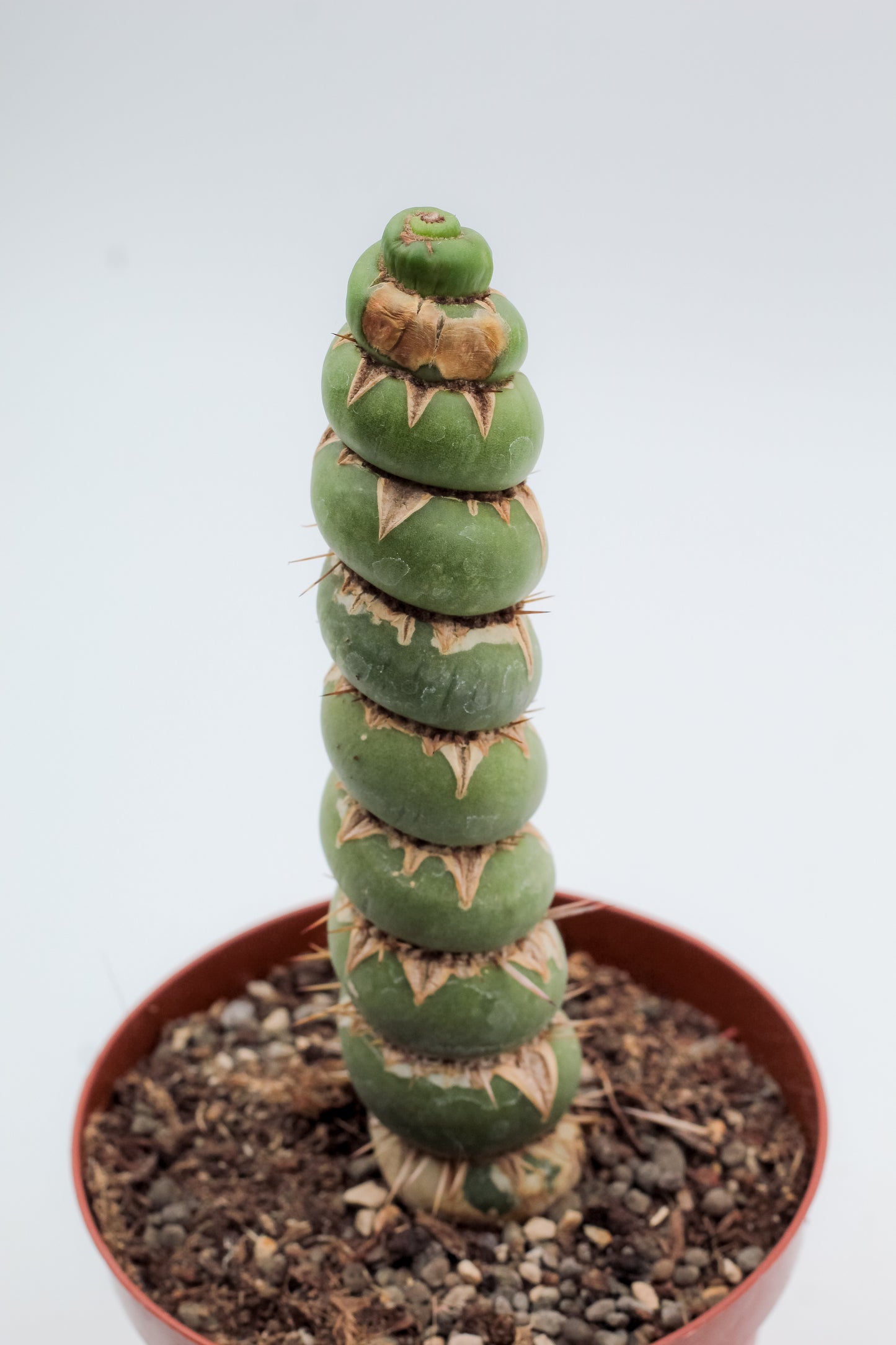 Eulychnia castanea cv. varispiralis spiral form