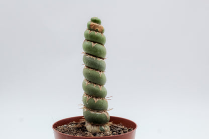 Eulychnia castanea cv. varispiralis spiral form