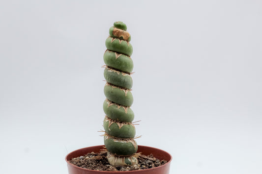 Eulychnia castanea cv. varispiralis spiral form