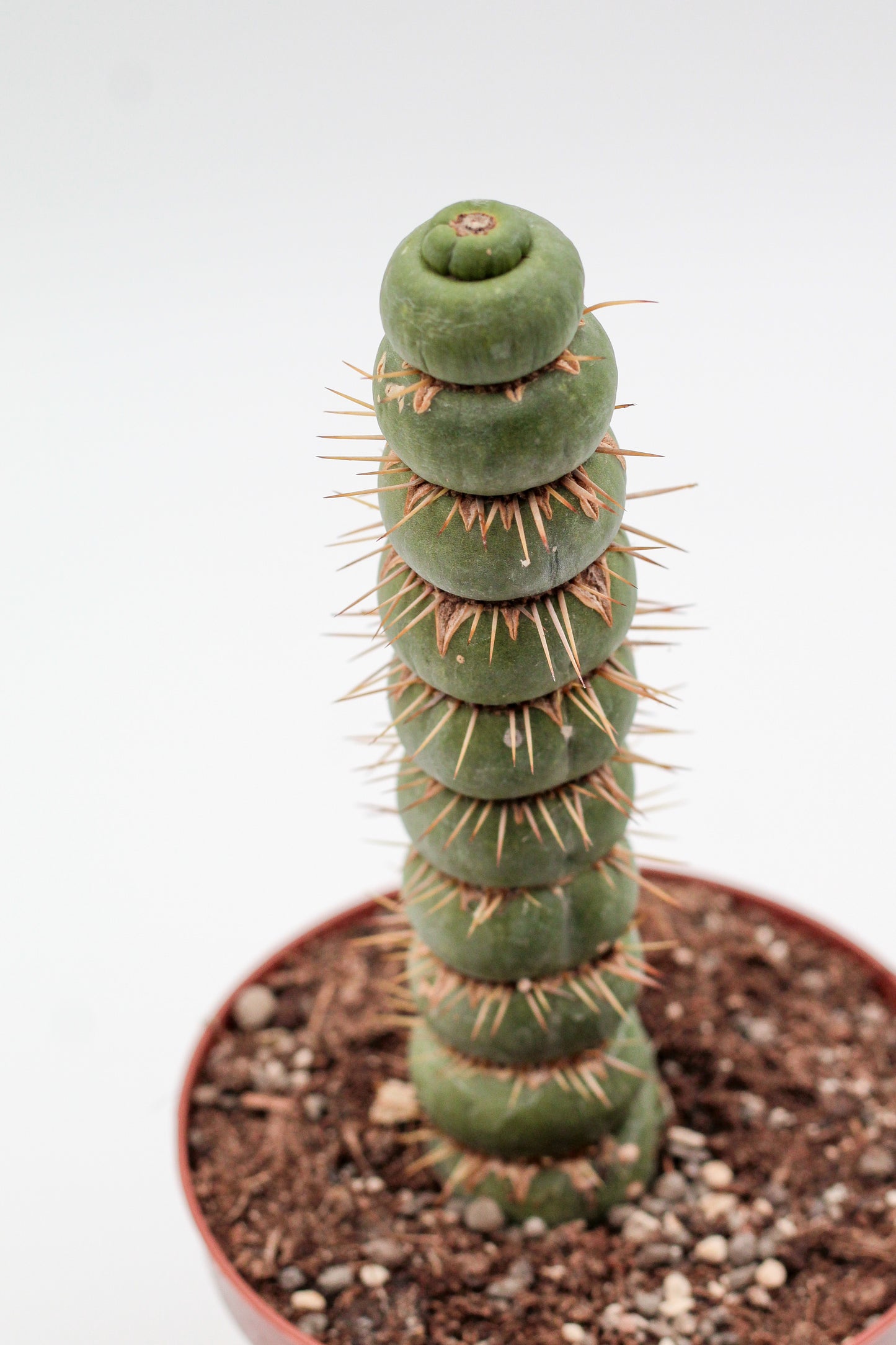 Eulychnia castanea cv. varispiralis spiral form