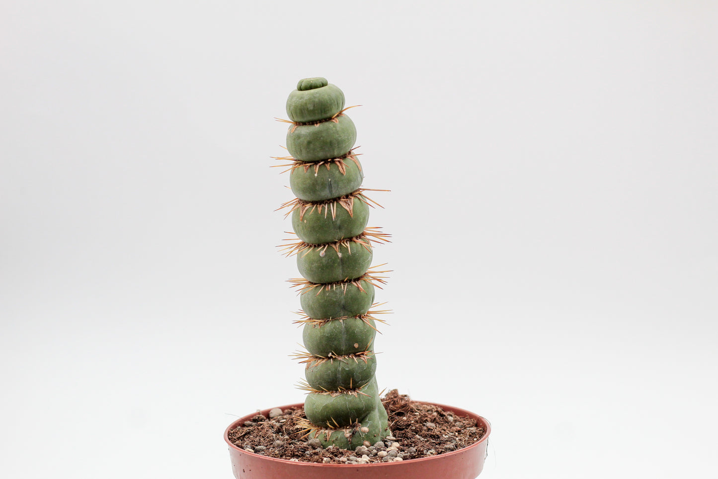 Eulychnia castanea cv. varispiralis spiral form