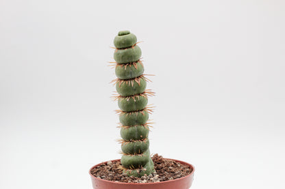 Eulychnia castanea cv. varispiralis spiral form