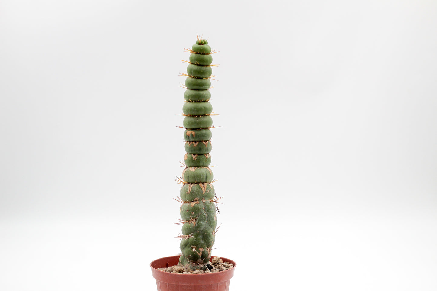 Eulychnia castanea cv. varispiralis spiral form
