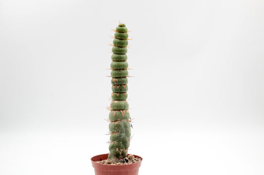 Eulychnia castanea cv. varispiralis spiral form