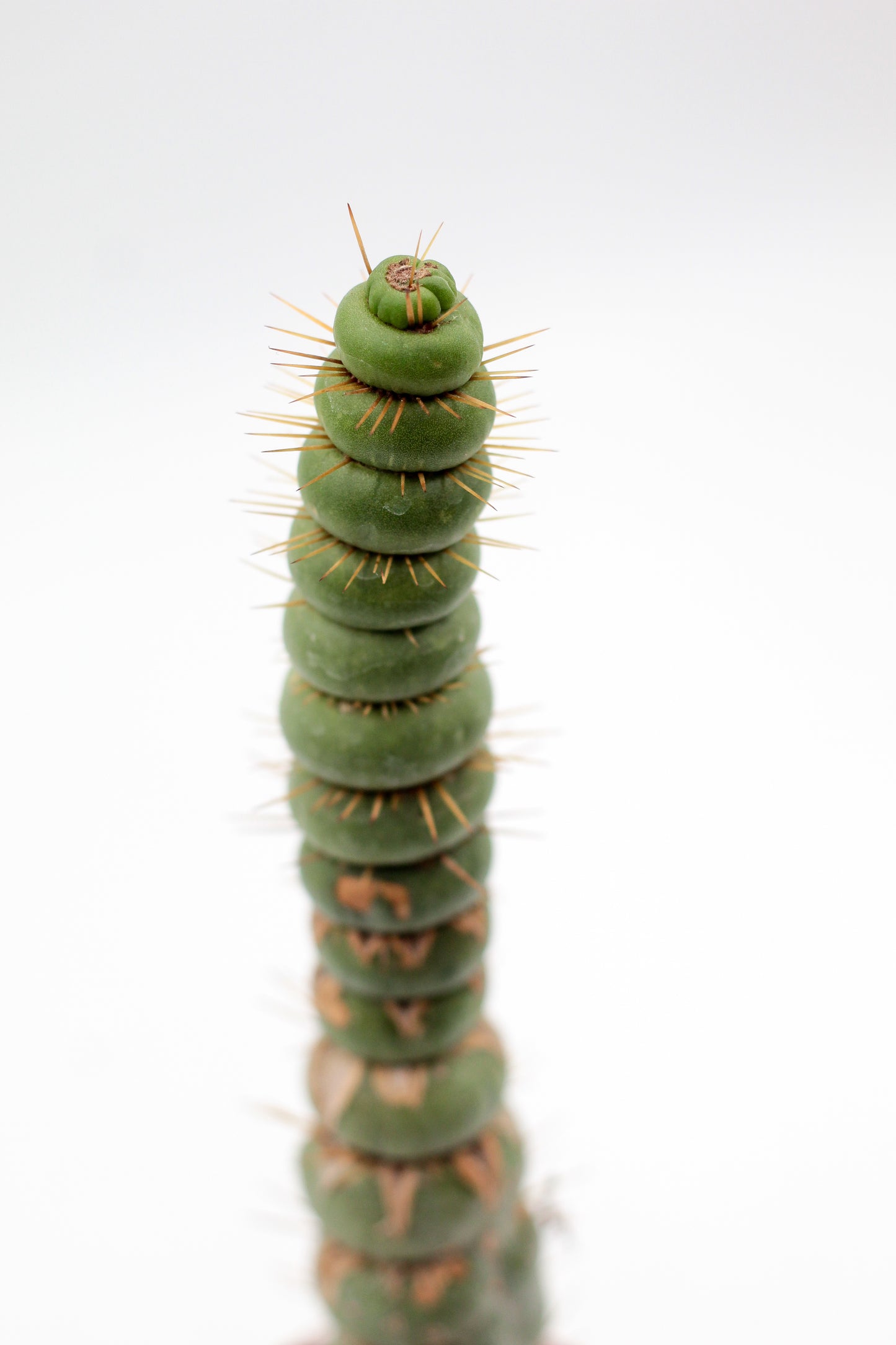 Eulychnia castanea cv. varispiralis spiral form