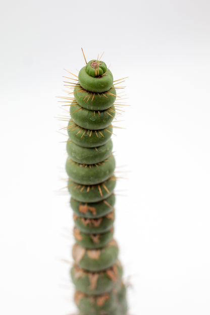 Eulychnia castanea cv. varispiralis spiral form