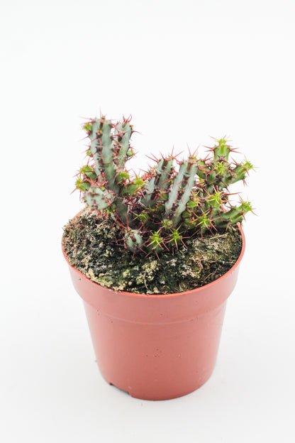 Euphorbia Aeruginosa
