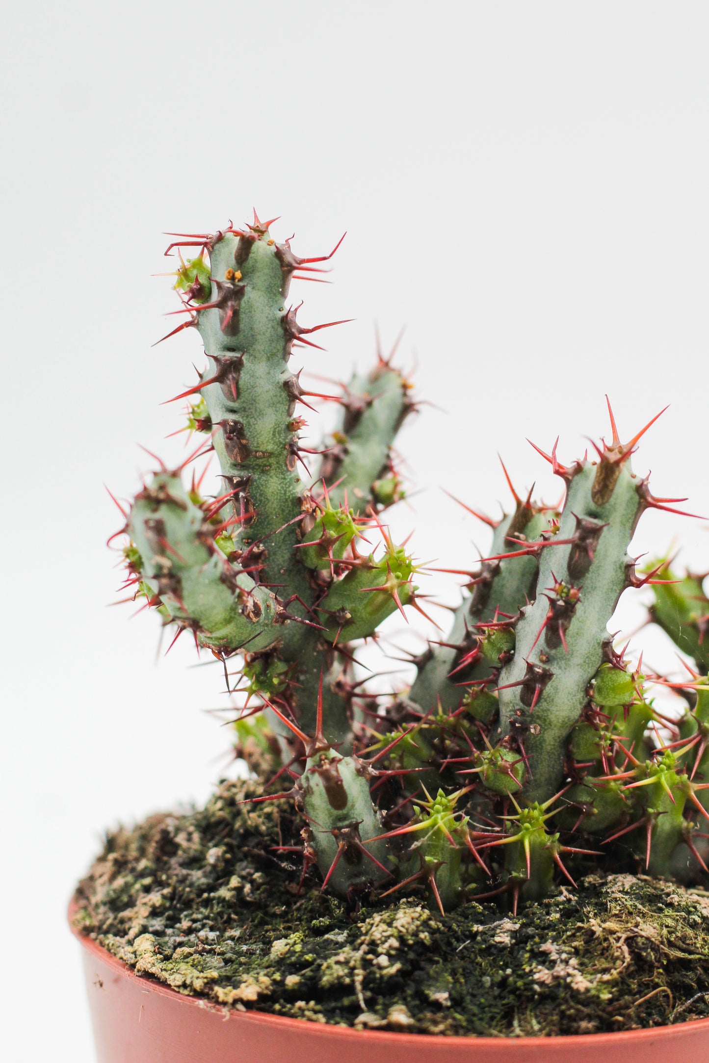 Euphorbia Aeruginosa